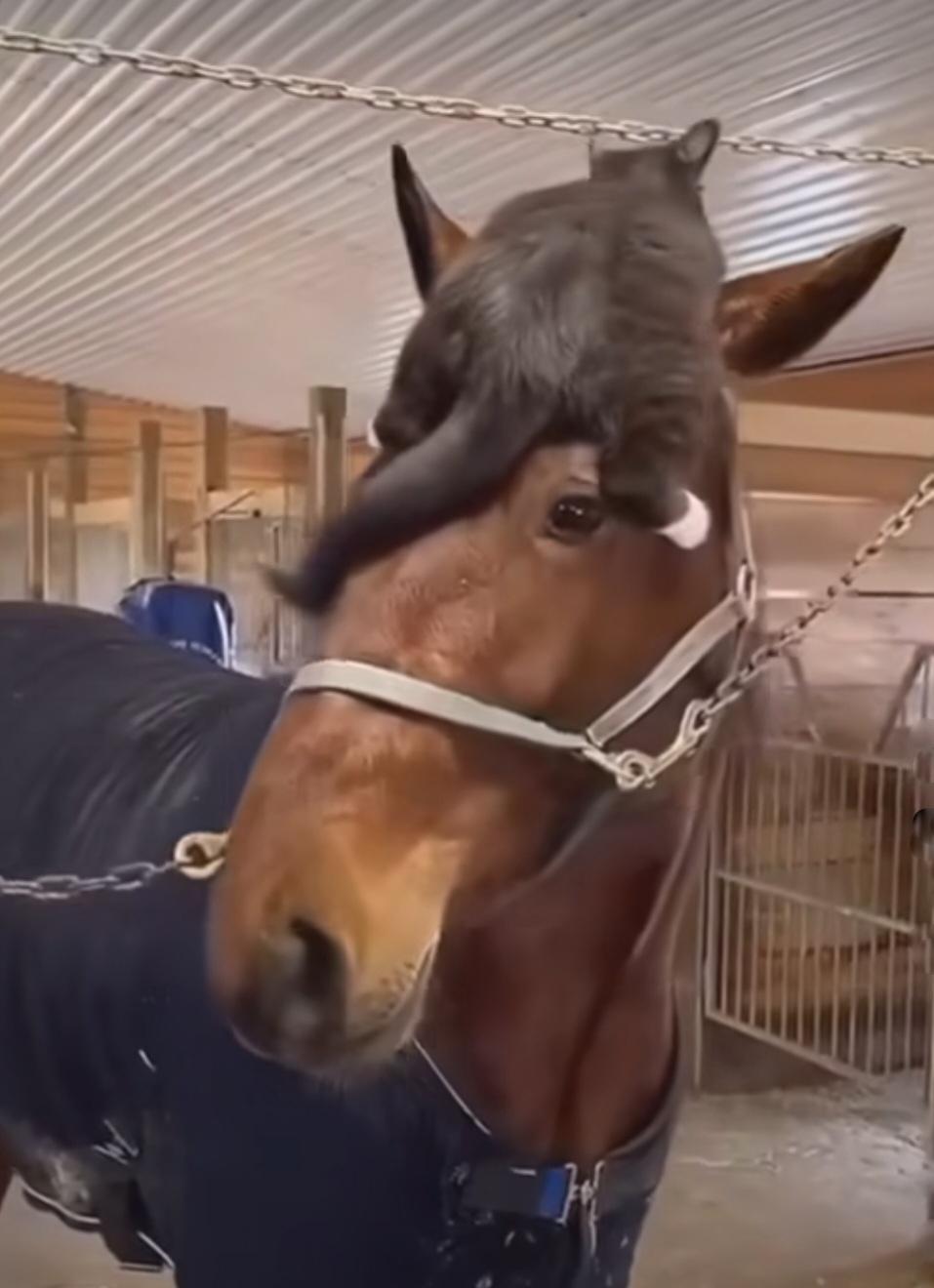 a cat lying on top of a horse's forehead